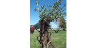 Plant de houblon de 2e année, variété TRIPLE PEARL